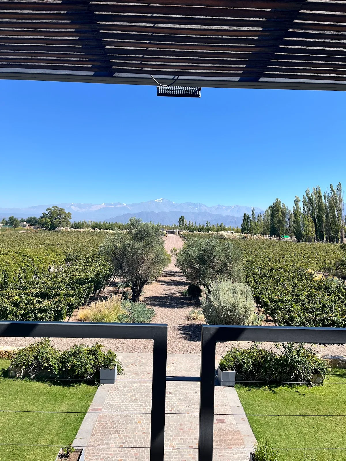 Camino entre olivos hacia los viñedos